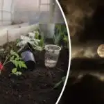 Ημερολόγιο σποράς για τον Φεβρουάριο 2026: οι καλύτερες ημέρες για