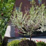 "Το δέντρο των 40 φρούτων": ένα δέντρο-ρεκόρ οπωρώνα που δημιουργήθηκε