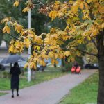 Οι κηπουροί ονόμασαν 6 δέντρα που δεν πρέπει ποτέ να φυτέψετε στην αυλή σας Οι κηπουροί ονόμασαν 6 δέντρα που δεν πρέπει ποτέ να