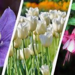 Ο ειδικός ονομάζει 7 φυτά που αξίζει να φυτέψετε στον