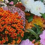 Όχι μόνο τριαντάφυλλα: ποια λουλούδια είναι τα καλύτερα για online