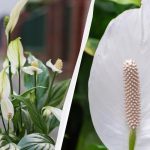 Το Spathiphyllum θα ανθίζει για χρόνια αν το κρατήσετε μακριά