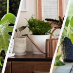 10 φυτά εσωτερικού χώρου που αναπτύσσονται καλά κάτω από τεχνητό