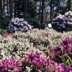 12 φυτά που θα απαλλάξουν τον κήπο σας από τα ζιζάνια μια για πάντα 12 φυτά που θα απαλλάξουν τον κήπο σας από τα