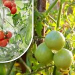 Διακόσια γραμμάρια και είναι ώριμα: μια καλλιεργήτρια λαχανικών μοιράστηκε τη μέθοδο του παππού της χωρίς χημικά Διακόσια γραμμάρια και είναι ώριμα: μια καλλιεργήτρια λαχανικών μοιράστηκε τη