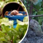 Απλή δράση τον Αύγουστο: ένας κηπουρός μοιράστηκε πώς να κάνει τα παντζάρια γλυκά και ζουμερά Απλή δράση τον Αύγουστο: ένας κηπουρός μοιράστηκε πώς να κάνει