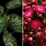 Τρία φυτά εσωτερικού χώρου που προσελκύουν παράσιτα στο σπίτι σας