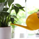 Ένας ειρηνικός κρίνος θα σταματήσει να κιτρινίζει και θα αναζωογονηθεί