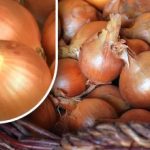 Πώς να διατηρήσετε τα κρεμμύδια ώστε να μην βλαστήσουν πριν από το καλοκαίρι: ένας κηπουρός αποκάλυψε μια απλή μέθοδο Πώς να διατηρήσετε τα κρεμμύδια ώστε να μην βλαστήσουν πριν