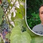 Ένα απλό κόλπο για καλή συγκομιδή: ένας κηπουρός αποκαλύπτει τον