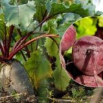 Πότε να συγκομίσουμε παντζάρια το 2025: δύο σημάδια ενός ώριμου