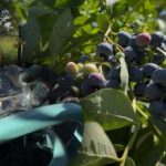 Τα βατόμουρα μπορούν να αντέξουν κάθε παγετό: ο κηπουρός αποκάλυψε