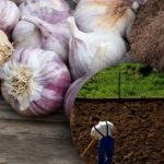 Το χειμώνα το σκόρδο δεν αρέσει: κηπουρός ανακάλυψε το μυστικό