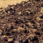 Η συγκομιδή θα είναι διπλάσια: τι είδους κοπριά εφαρμόζουν οι