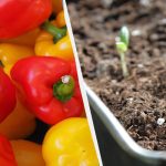 Ήρθε η ώρα να φυτέψετε πιπεριές: πώς να το κάνετε