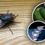 Οι μύγες θα εξαφανιστούν αμέσως: οι καλύτερες φυσικές θεραπείες κατά