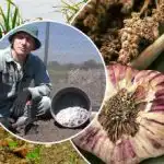 Το σκόρδο θα αναπτυχθεί σαν μαγιά: πώς να προετοιμάσετε τα