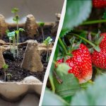 Ήρθε η ώρα να φυτέψετε φυτά φράουλας: εδώ είναι οι