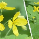 Πολλά φλισκούνια στο οικόπεδό σας είναι ένα σημαντικό σήμα: αυτό