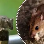 Οι αρουραίοι και τα ποντίκια θα διασκορπιστούν και θα εξαφανιστούν