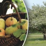 Δεν χρειάζεται να κόψετε: πώς να αναζωογονήσετε μια παλιά μηλιά