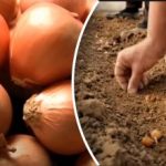 Τα κρεμμύδια μεγαλώνουν αρκετές φορές καλύτερα: ένας κηπουρός αποκάλυψε μια