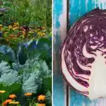 Γιατί το λάχανο μαραίνεται στο παρτέρι: όλα έχουν να κάνουν