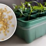 Το μυστικό των "δυνατών" βλαστών: μια απλή μέθοδος για να