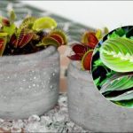 Το πότισμα με νερό της βρύσης είναι επικίνδυνο: ποια φυτά