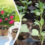 Τρεις φορές περισσότερη σοδειά: πώς να φωτίζετε τα σπορόφυτα με