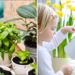 Πώς να σώσετε ένα λουλούδι που έχει ξεραθεί εντελώς: κοινά