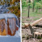 Γιατί δεν πρέπει να αφήνετε τα κούτσουρα στο έδαφος: 4 τρόποι για να τα ξεφορτωθείτε εύκολα Γιατί δεν πρέπει να αφήνετε τα κούτσουρα στο έδαφος: 4