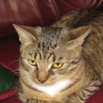 Γιατί μια γάτα φέρνει παιχνίδια στο κρεβάτι σας: ένα νυχτερινό δώρο ή ένα σήμα κινδύνου unnamed-file.jpg