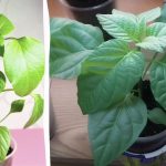 Αυτά τα λάθη μπορεί να σας αφήσουν χωρίς σοδειά: Γιατί τα σπορόφυτα πιπεριάς κιτρινίζουν τα φύλλα τους Αυτά τα λάθη μπορεί να σας αφήσουν χωρίς σοδειά: Γιατί