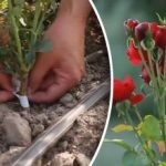 Οι ειδικοί έχουν ορίσει την καλύτερη στιγμή για να κόψετε