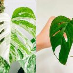 Monstera φύλλα κιτρίνισμα και ξήρανση: τι πρέπει να κάνετε επειγόντως για να σώσετε το φυτό Monstera φύλλα κιτρίνισμα και ξήρανση: τι πρέπει να κάνετε επειγόντως
