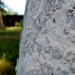 Γιατί οι έμπειροι κηπουροί ασπρίζουν κορμούς δέντρων τον Μάρτιο, όχι τον Μάιο: άνοιξη lyckebez unnamed-file.jpg