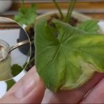 Μόνο μια κουταλιά και τα φύλλα πρασινίζουν: πώς να προετοιμάσετε ένα αποτελεσματικό λίπασμα Μόνο μια κουταλιά και τα φύλλα πρασινίζουν: πώς να προετοιμάσετε