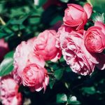 Το μυστικό της καλής ανθοφορίας: οι ειδικοί εξήγησαν πώς να