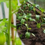 Τι να σπείρετε για τα σπορόφυτα τον Φεβρουάριο, ώστε να μην μείνετε χωρίς συγκομιδή: ο "χρυσός" κατάλογος Τι να σπείρετε για τα σπορόφυτα τον Φεβρουάριο, ώστε να