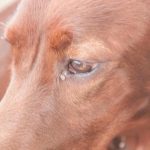 Τι συμβαίνει αν δεν διδάξετε στο σκύλο σας την εντολή "έλα σε μένα": το τίμημα της ελευθερίας χωρίς όρια unnamed-file.jpg