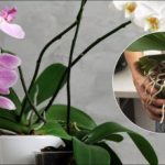 Μια ενέργεια και η ορχιδέα σας θα είναι ανθισμένη για μήνες: μια αποδεδειγμένη μέθοδος Μια ενέργεια και η ορχιδέα σας θα είναι ανθισμένη για