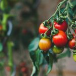 Σπορόφυτα ντομάτας αόριστης ανάπτυξης. Αποχρώσεις της σποράς ντομάτας υψηλής ανάπτυξης 1771786426_-.jpg