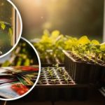 Πρώιμη σπορά δενδρυλλίων: ο εμπειρογνώμονας αποκαλύπτει τα τυπικά λάθη για