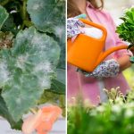 Λευκή πλάκα στα φύλλα: ποιος είναι ο κίνδυνος του ωιδίου