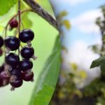 Τι να κάνετε με τους θάμνους σταφίδας νωρίς την άνοιξη: φροντίδα για μια μεγάλη συγκομιδή Τι να κάνετε με τους θάμνους σταφίδας νωρίς την άνοιξη: