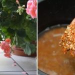 Θαυματουργή τροφή ή άχρηστος μύθος: πρέπει να ποτίζετε τα λουλούδια