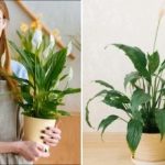 Πότε και πώς να μεταφυτεύσετε το spathiphyllum για να το κάνετε να ανθίσει ξανά Πότε και πώς να μεταφυτεύσετε το spathiphyllum για να το