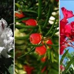 Όμορφα, αλλά θανατηφόρα δηλητηριώδη: ποια φυτά είναι καλύτερα να μην φυτέψετε στην περιοχή Όμορφα, αλλά θανατηφόρα δηλητηριώδη: ποια φυτά είναι καλύτερα να μην