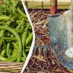 Συγκομιδή φασολιών - καιρός να φυτέψετε αυτά: οι καλύτερες καλλιέργειες για την επόμενη σεζόν Συγκομιδή φασολιών - καιρός να φυτέψετε αυτά: οι καλύτερες καλλιέργειες